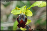Ophrys fusca s.l.