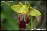 Ophrys fusca s.l. 