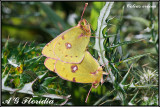 Colias crocea 