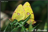 Colias crocea