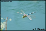 Anax imperator - male 