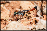 Ammophila heydeni heydeni