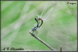 Selysiothemis nigra