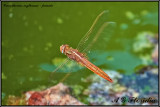 Crocothemis erythraea - femle 