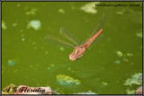 Crocothemis erythraea - femle 