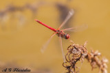 Sympetrum fonscolombii - male