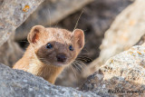 Mustela nivalis