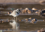 Kleine Plevier - Little Ringed Plover - Charadrius dubius