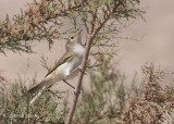 Bergfluiter - Western Bonellis Warbler - Phylloscopus bonelli