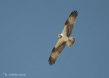 Visarend - Osprey - Pandion haliaetus