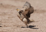 Sahelzandhoen - Spotted Sandgrouse - Pterocles senegallus