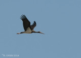 Zwarte Ooievaar - Black Stork - Ciconia nigra