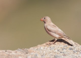 Woestijnvink - Trumpeter Finch - Bucanetes githagineus