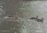 Wilde Eend - Mallard - Anas platyrhynchos