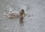 Wilde Eend - Mallard - Anas platyrhynchos