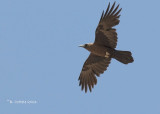Bruinnekraaf - Brown-necked Raven - Corvus ruficollis