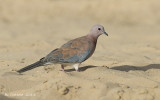 Palmtortel - Laughing Dove - Streptopelia senegalensis