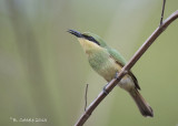 Dwergbijeneter - Little Bee-eater - Merops pusillus