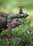 Kapgier - Hooded Vulture - Necrosyrtes monachus