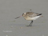 Rosse Grutto - Bar-tailed Godwit - Limosa lapponica