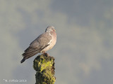 Houtduif - Common Wood Pigeon - Columba palumbus