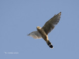 Torenvalk - Common Kestrel - Falco tinnunculus