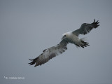 Jan-van-gent - Northern Gannet - Morus bassanus