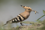 Hop - Eurasian Hoopoe - Upupa epops