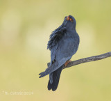 Roodpootvalk - Red-footed Falcon - Falco vespertinus