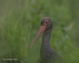 Zwarte Ooievaar - Black Stork - Ciconia nigra