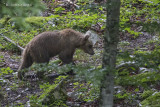 Bruine Beer - Brown Bear - Ursus arctos