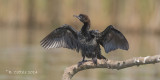 Dwergaalscholver - Pygmy Cormorant - Microcarbo pygmeus