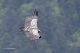 Himalayagier - Himalayan Griffon - Gyps himalayensis