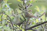 Swhinhoes Boszanger- Two-barred Warbler - Phylloscopus plumbeitarsus