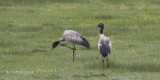 Zwarthalskraanvogel - Black-necked Crane - Grus nigricollis