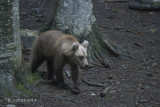 Bruine Beer - Brown Bear - Ursus arctos