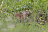 Bergwezel - Mountain Weasel - Mustela altaica