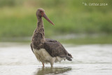 Zwarte Ooievaar - Black Stork - Ciconia nigra