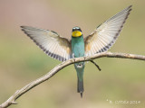 Bijeneter - European Bee-eater - Merops apiaster