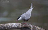 Witwangstern - Whiskered Tern - Chlidonias hybridus