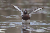 Witoogeend - Ferruginous Duck - Aythya nyroca