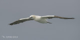 Jan-van-gent - Northern Gannet - Morus bassanus