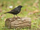 Merel - Common Blackbird - Turdus merula