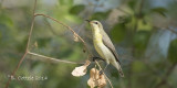 Purperhoningzuiger - Purple Sunbird - Cinnyris asiaticus