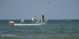 Vissers Muscat - Fishermen Muscat
