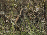 Indische Ralreiger - Indian Pond Heron - Ardeola grayii