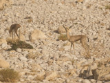 Berggazelle - Mountain Gazelle - Gazella gazella