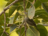 Somalische Brilvogel - Abyssinian White-eye - Zosterops abyssinicus