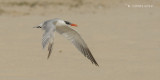 Reuzenstern - Caspian Tern - Hydroprogne caspia