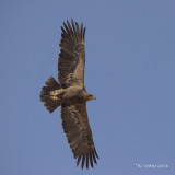 Steppearend- Steppe Eagle - Aquila nipalensis